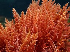 Image result for Algae Biology