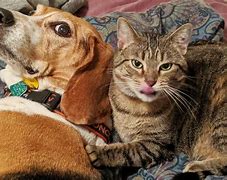 Image result for Cat EA/RD Dog