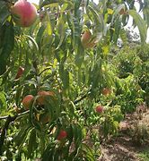 Image result for Summer Peach Tree