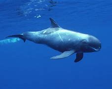 Image result for Pygmy Right Whale