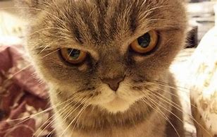 Image result for Angry Cat Funny