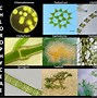 Image result for Algae Biology