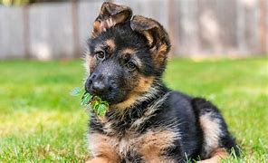 Image result for Feed a Dog