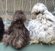 Image result for Cute Silkie Chickens