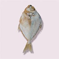 Image result for Charan Malayam Fish