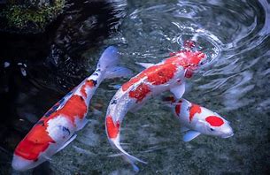 Image result for Koi Fish Recipe