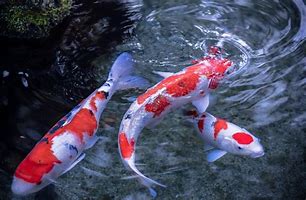 Image result for Wild Koi