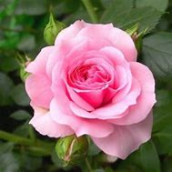 Image result for Lmk Rose