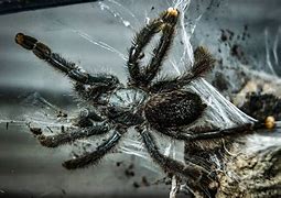 Image result for Avicularia Metallica