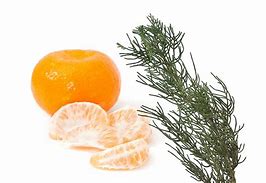 Image result for Round Orange Soap