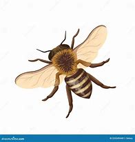 Image result for Cartoon Bee Top View