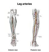 Image result for Dorsal Pedal Artery Anatomy