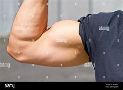 Image result for Biceps Alamy