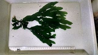 Image result for Taranaki Seaweed Species