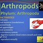 Image result for Arthropoda Phylum Tree