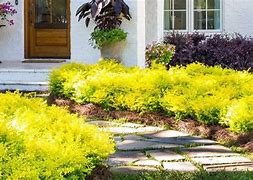 Image result for Bright Yellow Green Shrubs