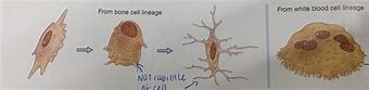 Image result for Layers of Bone Cells Simple