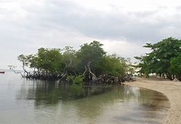 Image result for Mangrove Bonsai