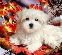 Image result for Thanksgiving Puppy Banner