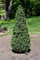 Image result for Pyramidal Boxwood Shrub