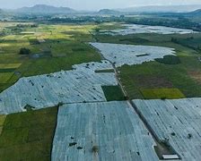 Image result for Harvesting Tobacco Plant