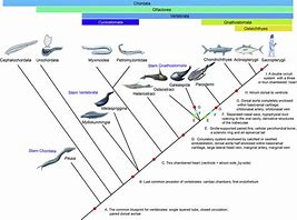 Image result for Vertebrate Circulatory System