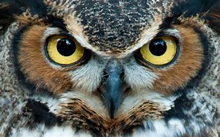 Image result for Wise Owl