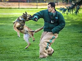 Image result for United States Air Force K9