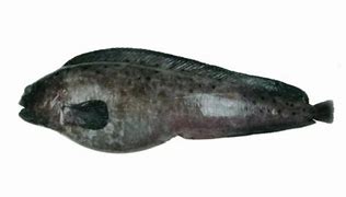 Image result for Northern WolfFish