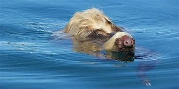 Image result for Marine Sloth