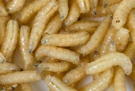 Image result for Maggots in Old Food