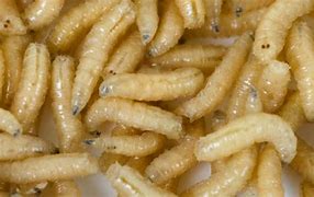 Image result for Old Food Maggots