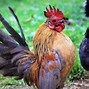 Image result for Malaysia Serama Chicken