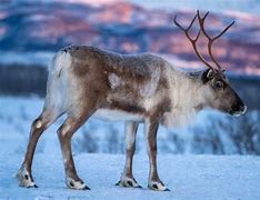 Image result for Difference in Caribou and Reindeer