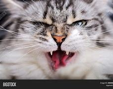 Image result for Angry Gray Cat Moody