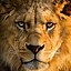 Image result for Angry Lion in the Dark Wallpaper