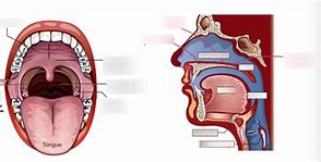 Image result for Palate Shape