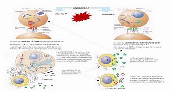 Image result for Linfocitos Th CD4