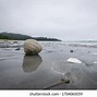 Image result for Haida Animals