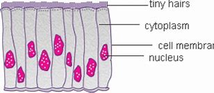 Image result for Ciliated Epithelium Cell