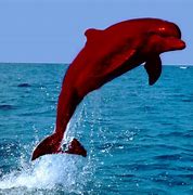 Image result for Dolphin with Red Nose