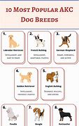 Image result for Top 10 Dog Breeds AKC