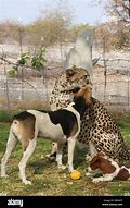 Image result for BNA Cheetah