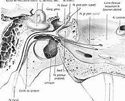 Image result for Musculo Del Estribo