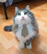 Image result for Cat Wearing Tie