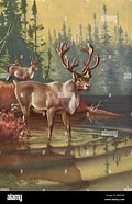 Image result for Newfoundland Caribou