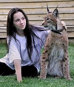 Image result for A Lynx Cat