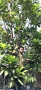 Image result for Petik Buah Sawo