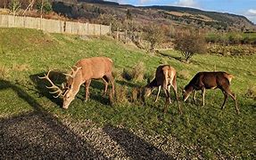 Image result for Red Deer Having Fun