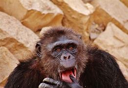 Image result for Congo Gorilla